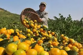 宜昌夷陵：一颗柑橘的“极致”之旅图片