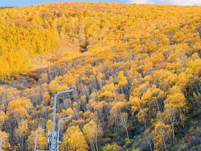 学习强国 | 河北崇礼：梧桐大道的“醉”美秋色