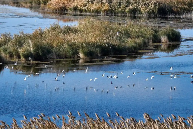 看候鸟北归，打开内蒙古的春天