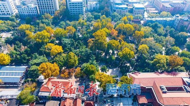 一年四季 泉在济南丨百年园林景如画：中山公园开启最美赏叶季