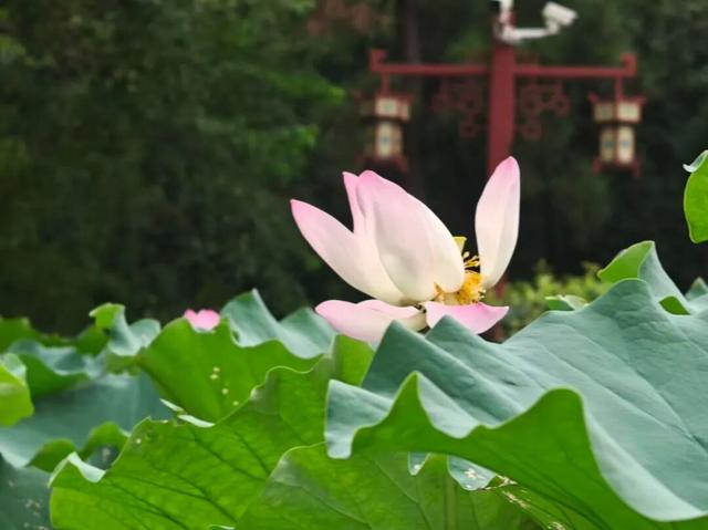 到郑和公园，赴一场与秋荷的温柔约定