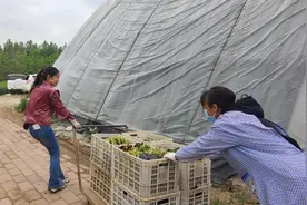 村里的年轻人丨铺就“花样”共富路图片