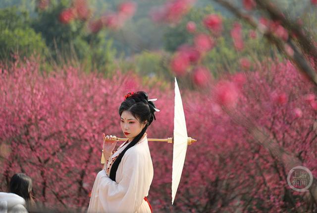 赏花正当时 歌乐山红梅似海漫山香