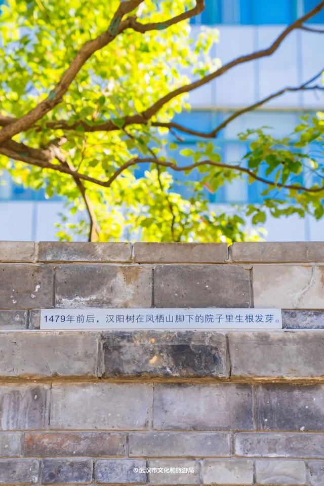 武汉为百年古树建公园，免费开放！