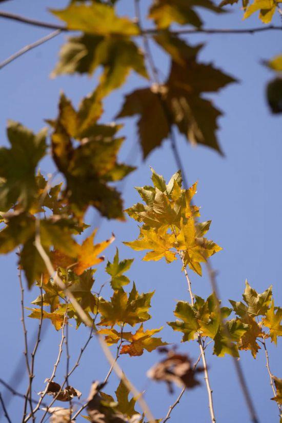 这场秋日浪漫别错过 申城落叶道体验进入倒计时