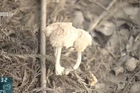 千万别碰！千万别碰！上海突然大量涌现图片
