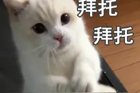 集体户怎么在厦门上小学？图片