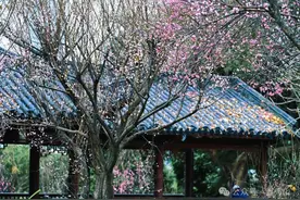 注意！南宁青秀山风景区除夕、初一全天限车入园图片