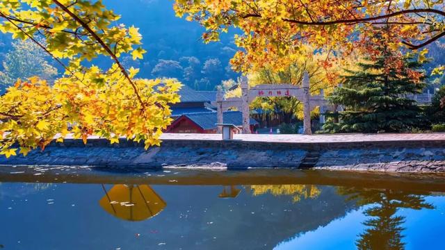 济宁冬季赏叶天花板，错过等一年的绝美景色