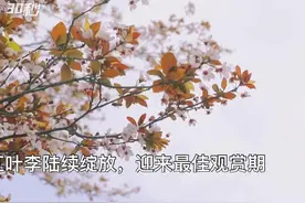 30秒｜四川自贡五彩荷园的红叶李盛开啦！快来打卡拍照！图片