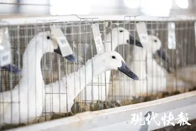 南京盐水鸭风味升级，全新鸭源品种将批量上市图片