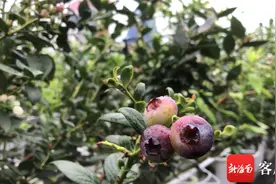 南国智库·财经观察 | 果中新贵蓝莓在海南广泛试种，优势在哪？图片