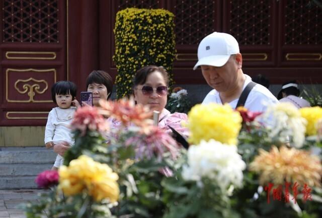 金秋赏花正当时