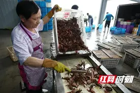 赫山区欧江岔镇：鲜活小龙虾上市热销图片