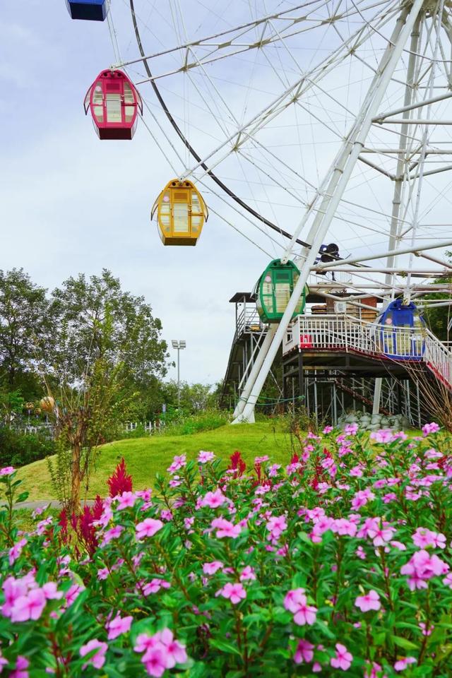 门票免费送！里水百亩花海上新！拍照遛娃圣地→