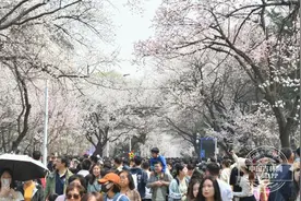 吉大杏花VS武大樱花梦幻联动 吉大杏花节预约方式看这里图片