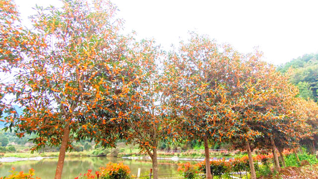 太美！太香！闽清这里的桂花开了！快来邂逅这场金色浪漫——