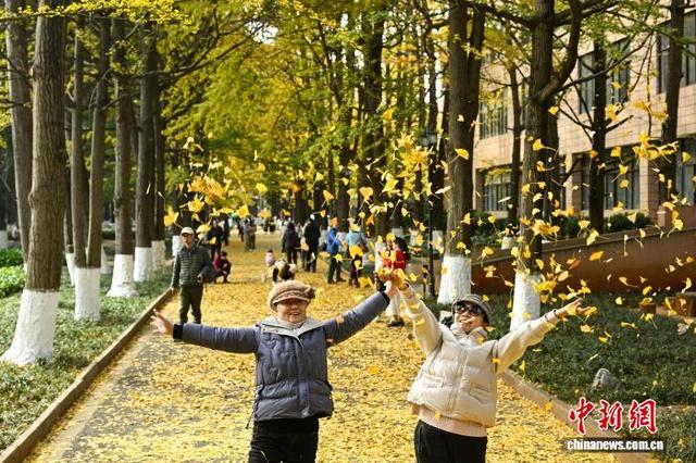 昆明街头银杏披“金衣” 市民打卡忙
