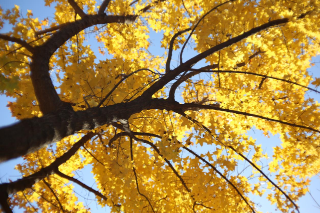 多彩京秋丨全市彩叶树变色率播报（2025.11.13）