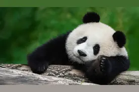 11月1日起，成都大熊猫基地开闭园时间有变！图片