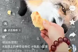 网友野外喂食狐狸并称“手感很好” 专家：不建议投喂任何野生动物 遇到应当保持距离图片