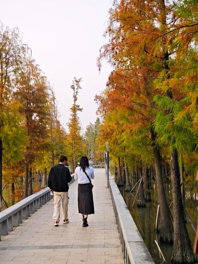 进入观赏期！东莞多处落羽杉，红了！