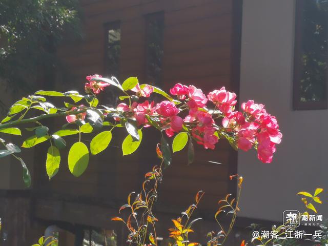 写点生活｜长兴水口疗养记