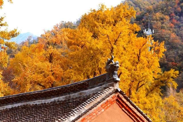 梦回大唐！这片千年银杏林进入今年“颜值巅峰期”丨绿美河南有古树②