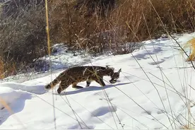 兴隆山保护区首次拍到豹猫捕食鸟类画面图片