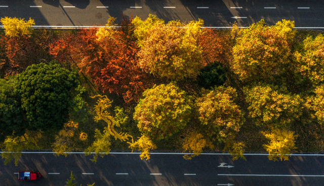 落叶缓扫，诗意长留！彭州的秋天被“绣”在了大地上