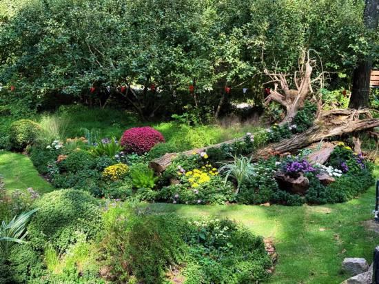 2025上海菊花展在共青森林公园举办 攻略请收好