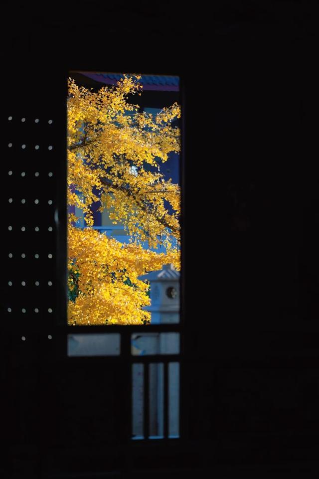 金山这些地方“含金量”满满，再不去等明年…