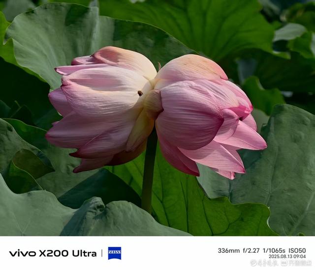 泉城公园并蒂莲花，我在记录