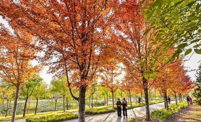 藏不住了！副中心这条4.4公里“红叶大道”，美到封神