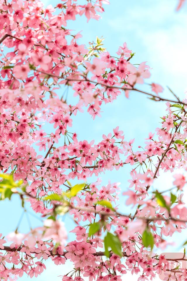 粉樱漫山 两万株樱花绽放出绝美春天