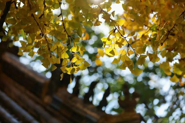 千年莒县银杏树！这一眼惊艳时光，高清大图超治愈