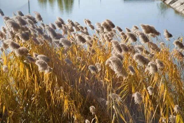别跑空！今起，顺义这处“网红”打卡地闭园！