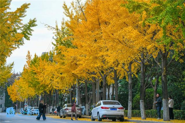 宿迁这条大道“美出圈”！满城尽带“黄金甲”，等你“杏”会