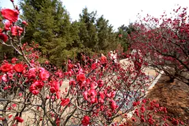临沂：春花烂漫俏枝头 东风吹来满面香图片