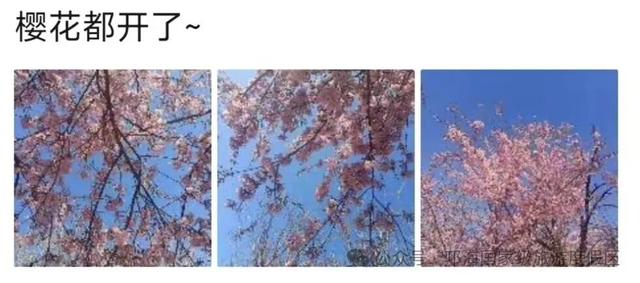 【冬季暖阳 凉山不凉】比春天先来的浪漫，是西昌的冬樱花