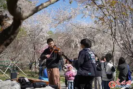 北京：春和景明 “樱”约而至图片