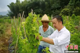 （乡村行·看振兴）江西安福乡贤返乡创业 探寻中草药里的“致富经”图片