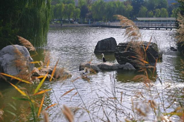 西安4大秋日水景天花板！美出新高度！