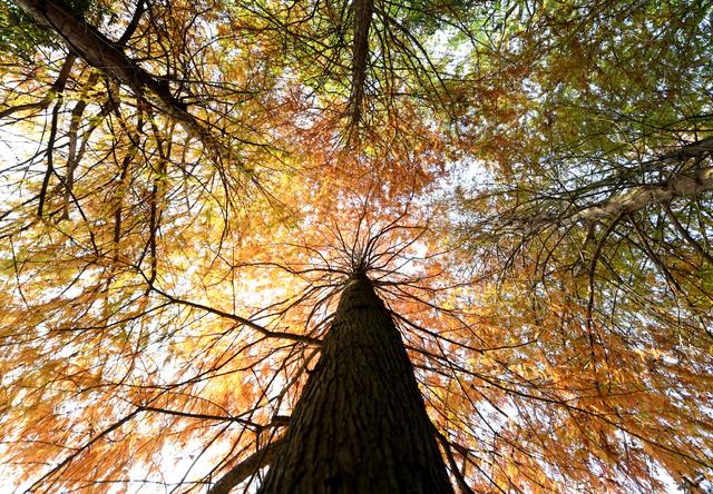 巢湖闹市区藏着一片“河畔红森林”