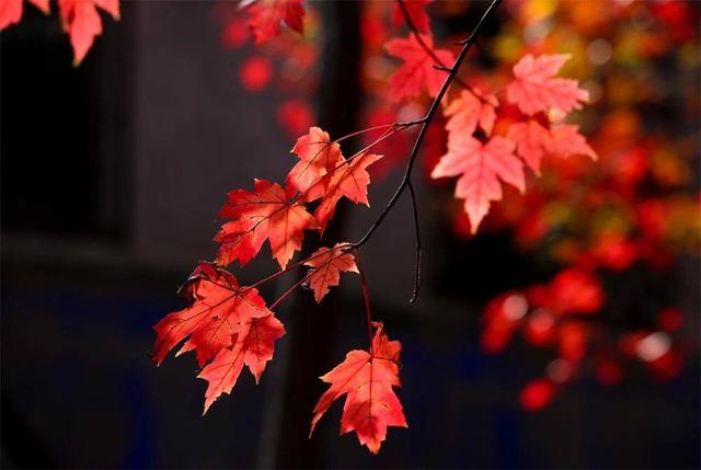 威海人秋日必冲！红枫织锦、马褂木染金，两处“隐藏款”林地拍照超出片