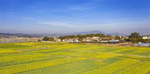 楚雄花开成海！你期盼的春天提前来了