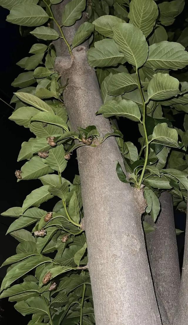 “被滋了一脸，还舔了舔……”近期很多人中招已崩溃！不是雨！不是空调水！专家提醒