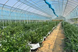 安徽向新｜安庆怀宁：小蓝莓闯荡大蓝海图片