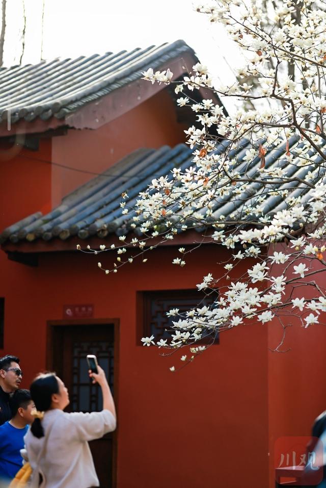 C视觉｜满树繁花映红墙 武侯祠春意正浓