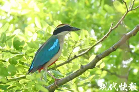 全球不足万只！“鸟中仙女”仙八色鸫光临盐城图片